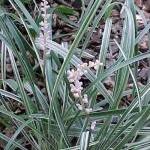 Silver Dragon - Liriope Spi..