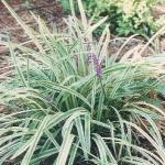 Silver Dragon - Liriope Spi..