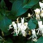 Halls Japanese Honeysuckle ..