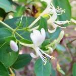 Halls Japanese Honeysuckle ..