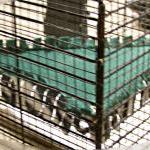 PET CORNER HAMMOCK - Green ..