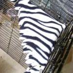 PET CORNER HAMMOCK - Green ..
