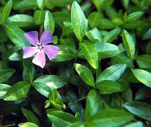 VINCA - PERIWINKLE - 3 small plants
