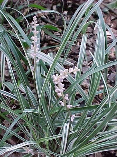 Silver Dragon - Liriope Spicata - 3 mature plants