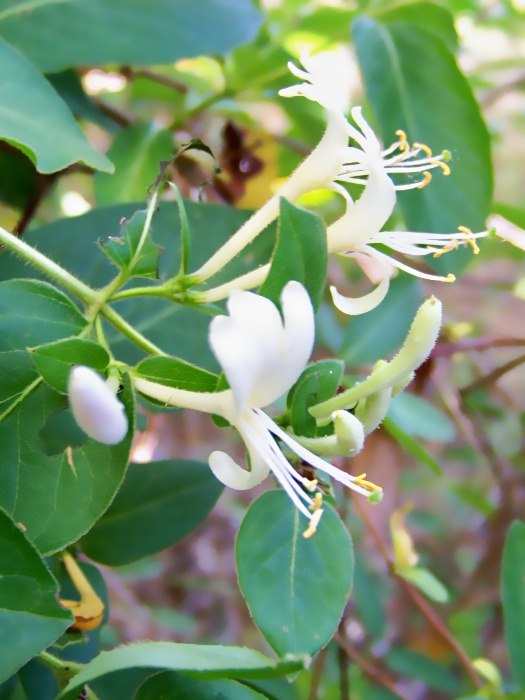 Halls Japanese Honeysuckle - 3 plants