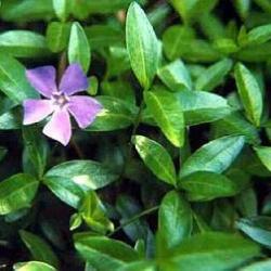 VINCA - PERIWINKLE - 3 small plants