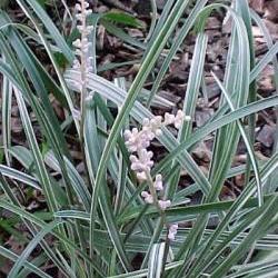 Silver Dragon - Liriope Spicata - 3 mature plants