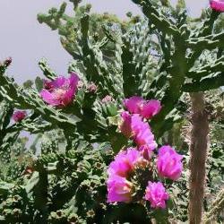PURPLE TEXAS CHOLLA tree cactus (Opuntia imbricata) - 1 unrooted cutting