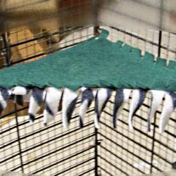 PET CORNER HAMMOCK - Green with Black and White Zebra Stripe patterned Fleece - 9x9x14 inch